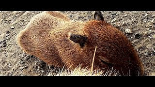 アロハガーデンのいきものたち【カピバラ親子・居眠り・ほのぼの】（千葉県館山市）Tateyama Japan