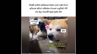 😏😐මොන විkaරයක්ද මේ.😐😏 #subscribe #goviral #cute #sinhalaquotes #500k #sinhala #fypage #fypシ゚viral