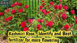 HOW TO  IDENTIFY  KASHMIRI  ROSE . BEST FERTILIZER FOR MORE FLOWERING . KASHMIRI ROSE PLANT