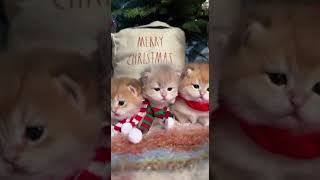 Cutecats in a christmas mood