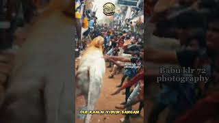 யாருடைய வாழ்க்கை எல்லாம் இப்படி மாறி இருக்கு சொல்லுங்க🥰❤️#jallikattu#eruthukattu #manjuvirattu#kalai