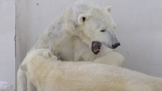 アイラに蹴られても優しいララ~Polar Bear's mother is kind to cub