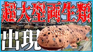 超巨大両生類が市街地に出現した模様です！【ゆっくり解説】 #動物 #生物 #ゆっくり解説