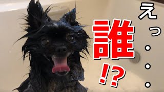 【黒ポメラニアンふぅ】シャンプーしたら誰って感じの犬w