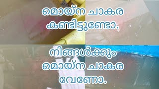 moina culture malayalam | മൊയ്‌ന കൾചർ മലയാളം | #moinaculturemalayalam #moinamalayalam #moina #guppy