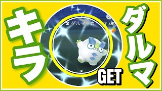 色違いガラルダルマッカだ！#shorts【ポケモンGO】293