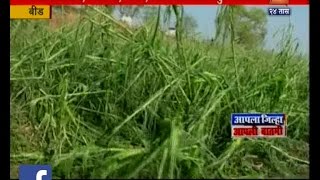 Beed | Farmers In Problem After Crops Damaged By Unseasonal Rain And Hailstorm