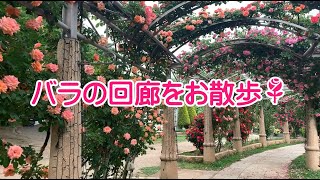 ハイジの村　動画でお散歩⑯