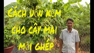 Cách uốn kẽm cho cây mai mới ghép, ngày 29/04/2020