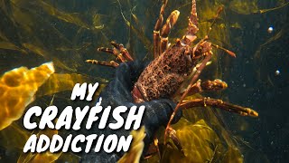 Catching Crayfish  - last of 2023 (Western Cape, South Africa)