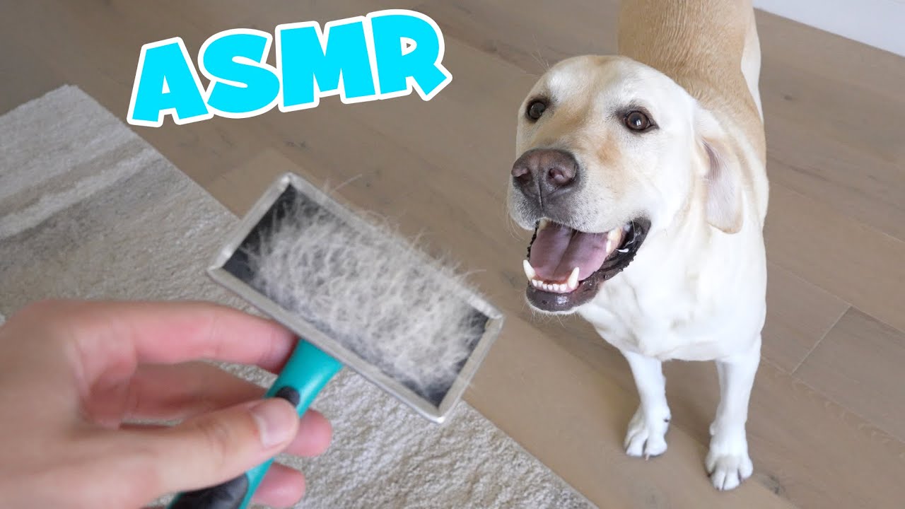 Grooming Dog Asmr Youtube