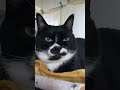 鳥の声とかっこいいお顔のハチワレ猫🐈tuxedo catざきお【猫動画】