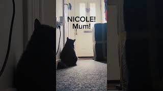 funny cat#cat#cats#catlover #catshorts #funnycats#youtubeshorts #funnyvideo #music#luckycat#moneycat