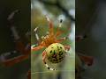 What Is It DOING? #short #shorts #spider #arachnid #orbweaver