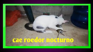 Gatito primera caza. Tremenda ratota cae.