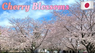 BEST CHERRY BLOSSOMS IN HAMAKITA HAMAMATSU JAPAN♥️|098-HunnyRose