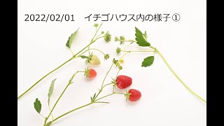 2022/02/01　イチゴハウスの様子①