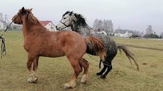 ОБЗОР ЛОШАДЕЙ/ЖЕРЕБЕЦ ЗЕВС ✍️🍓🍒🐎🐎🐎