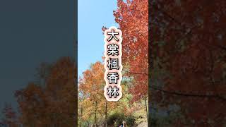 🇨🇳🇭🇰 2021.12 賞紅楓 紅葉🍁大棠楓香林🍁香港元朗大棠好去處。香港旅遊✨滿天星星StarWish✨