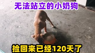 无法站立的小奶狗，捡回来已经120天了，每天坚强的样子让人心疼