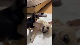 先住犬の腕をひたすら食べ続ける子犬のチワワ #フレンチブルドッグ #チワワ #いぬ #frenchbulldog