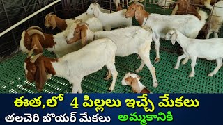 Thalacheri Boer goats 9705859574  మేకలు పిల్లలు అమ్మకానికి