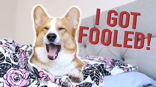 APRIL FOOLS! - Topi the Corgi