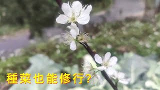 [狐狸菜園] 開春上山種樹順便聊修行 最後採收一些蔬菜當休閒 Trees planting of the lunar new year