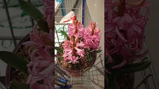 Red Hyacinth - the perfect spring blooming bulb? Spring bulbs at Lowe's #planthaul