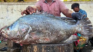 KASIMEDU 🔥 MR PUNGA | BIG BLACK KODUVA FISH CUTTING VIDEO | IN KASIMEDU | FF CUTTING 🔪