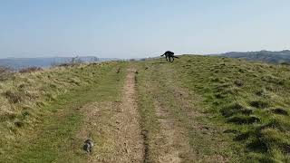 Paddy loves the windy Welsh mountains...