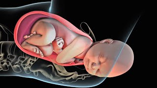New born baby delivery - 3d animation | 9th month delivery | childbirth | asmr | pregnancy delivery