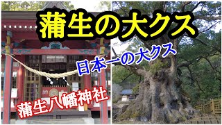 見てびっくり！蒲生の大クス日本一の大楠「蒲生八幡神社」