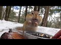 얼음 공주 다람쥐 엘사가 사는 곳은 꼬꼬마 아가씨편 princess chipmunk elsa where does she live in the frozen forest