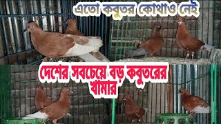 আসল বাশিরাজ কোকা কবুতরের ডাক |  শুধু কোকা কবুতর | koka Kobutor | PETS AND PETS 360