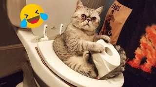 Funnies Pet Fails! | Funny Dogs And Cats Videos 2023 | Best Funny Animal Videos | Cute Pets Memes
