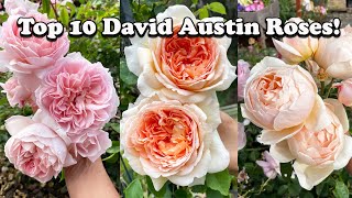 Top 10 David Austin Rose 2024!