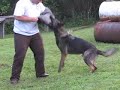 rasky anrebri czech import german shepherd dog bitework