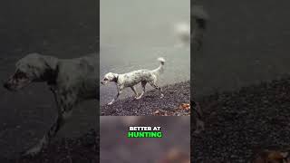 Llewellin Setter vs English Setter