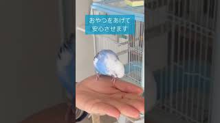 インコに指に乗ってほしい。 #セキセイインコ #インコ #budgerigar