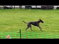 യുകെയിലെ ഒരു dog race uk race reels kerala youtubeshorts