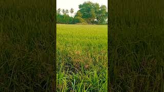 காலை நேர கதிரவன் 🌾