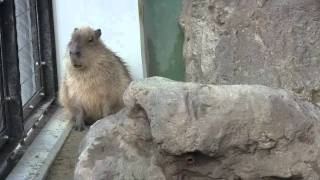 カピバラ　（福山市立動物園篇）頑張れ！うたねちゃん②