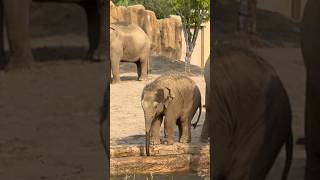 【TAO】シュティンとニャインによる水浴び訓練#円山動物園＃アジアゾウ＃タオ