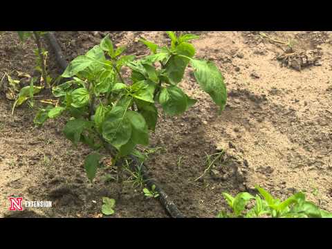 Bacterial Disease on Peppers Bacterial Disease on Peppers