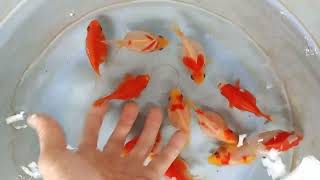 【成長記録】玉サバ 2024 当歳 10月30日 選別漏れ ヤフオク 出品 tamasaba goldfish 金魚