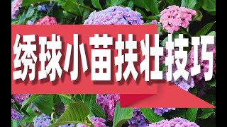 【屋檐园艺课堂】绣球小苗扶壮，一朵变十朵