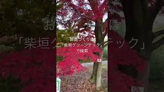 名古屋市 紅葉が綺麗な庭 庭づくり ライトアップ #shorts