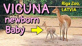 Vicuna (Llama) newborn baby with Mother at Riga Zoo, Latvia 🦙