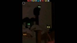 If Cat Stares You At Night | #shorts